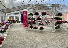 Pelargonium Santana Series of Dümmen Orange